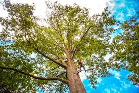 How Our Tree Care Process Works  in  Contoocook, NH